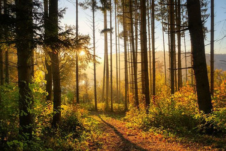 Comment Visiter Foret Des Landes
